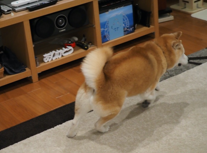 22日夕ブログ２４