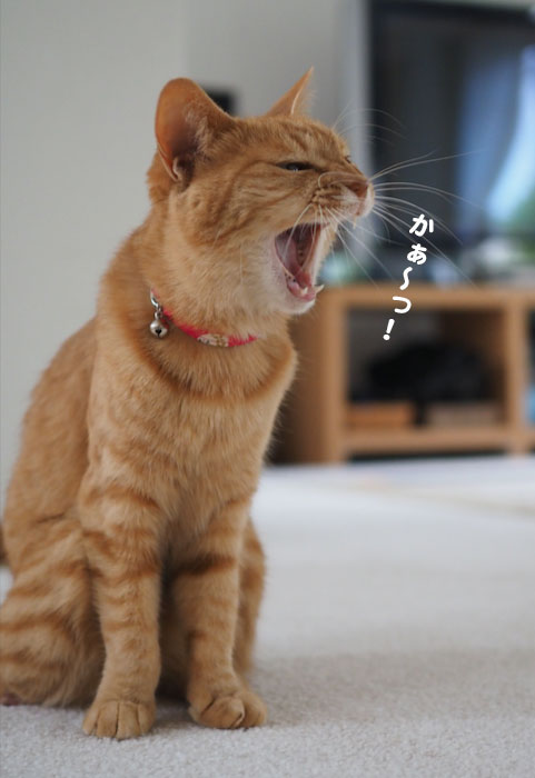 7日ブログ１