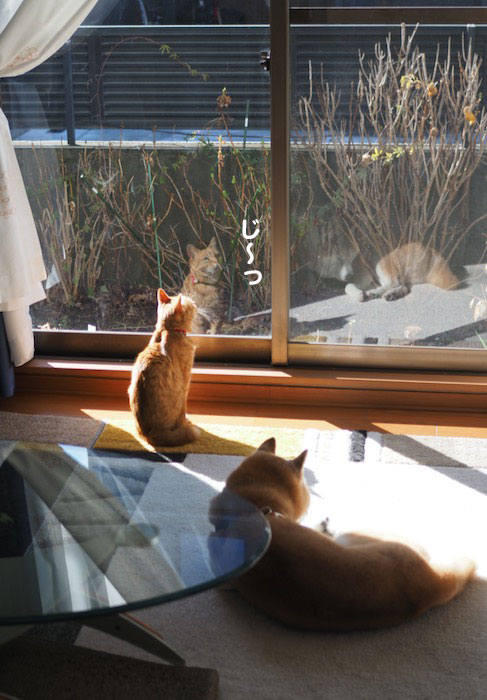 4日夕用２