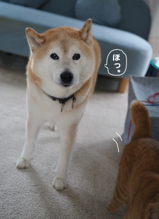 11日夕ブログ１３