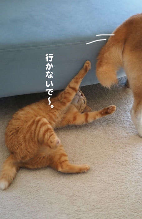 11日夕ブログ３