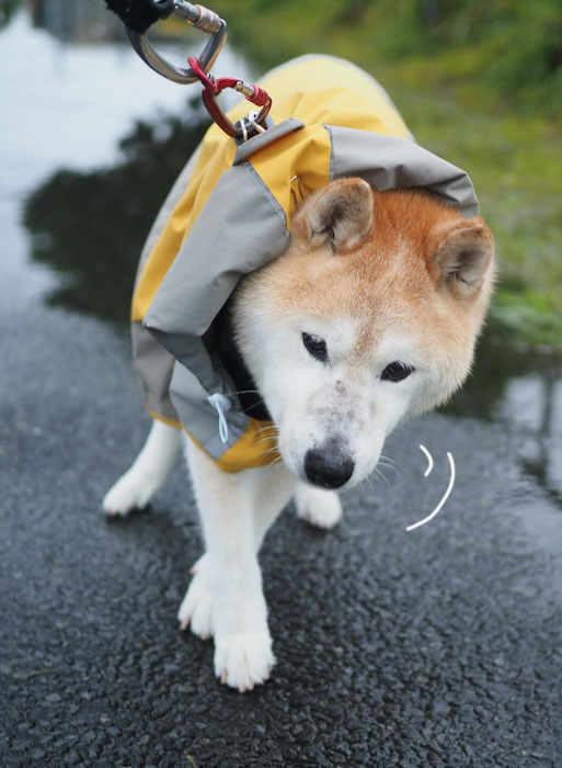 27日夕ブログ2