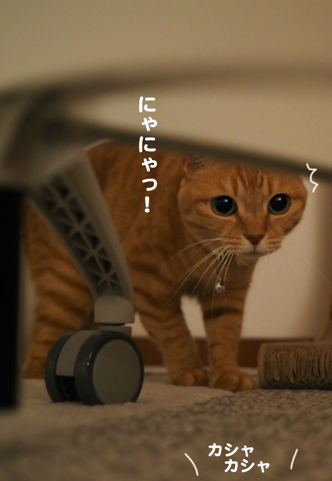 26日夕ブログ２
