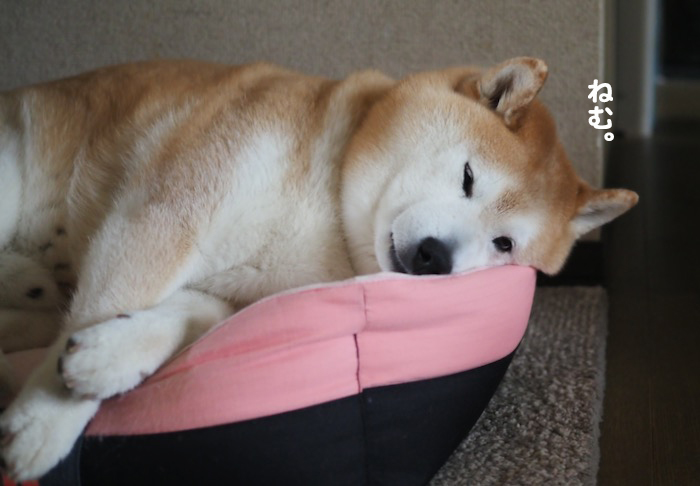 17日ブログ１１