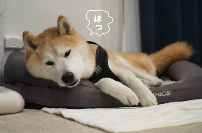 22日夕ブログ３