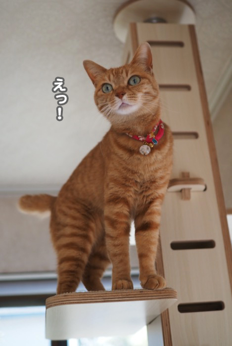 11日夕ブログ２