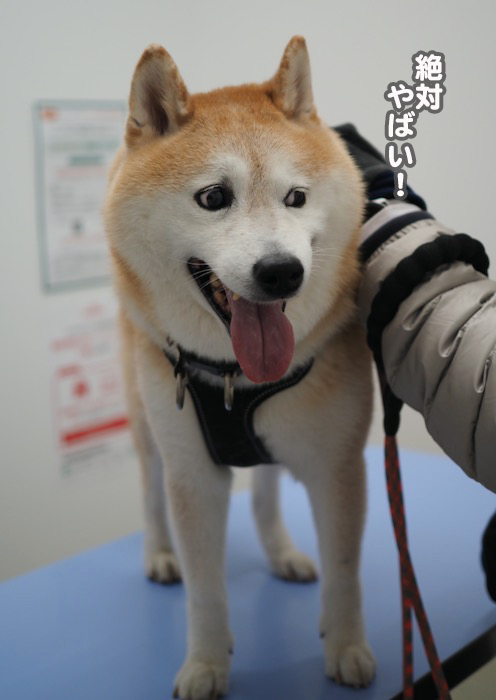 21日夕ブログ１０