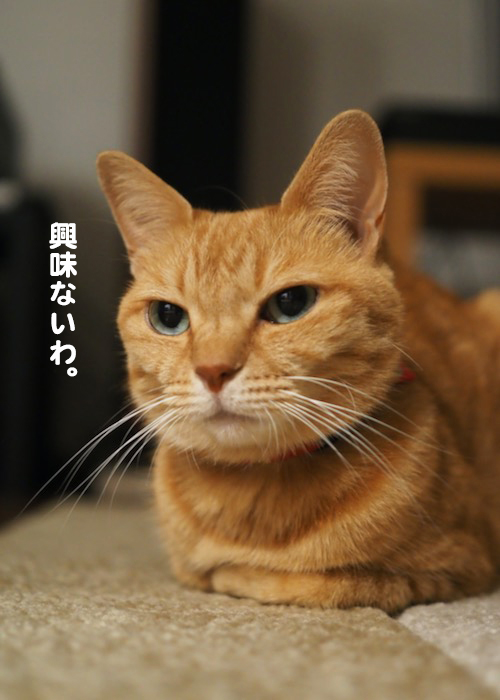 7日夕ブログ３