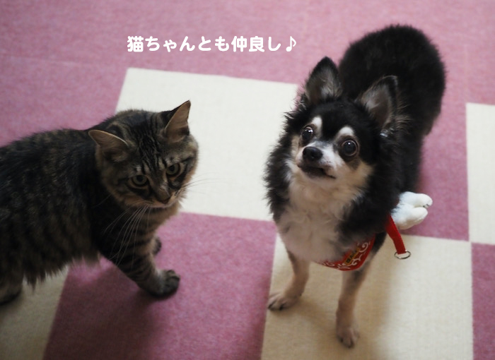 26日夜ブログ6