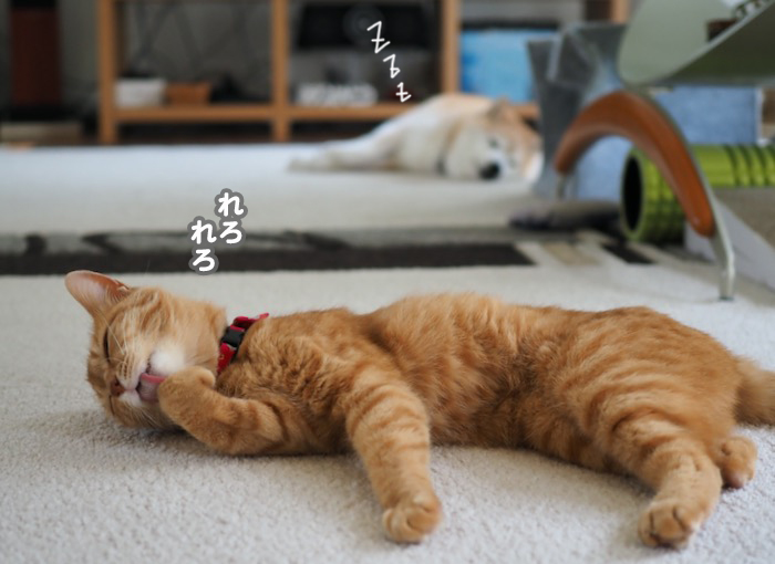 9日夕ブログ４