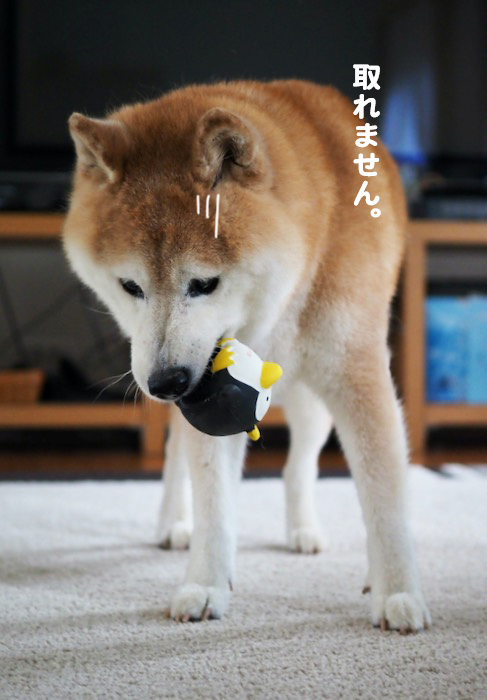 8日夕ブログ７