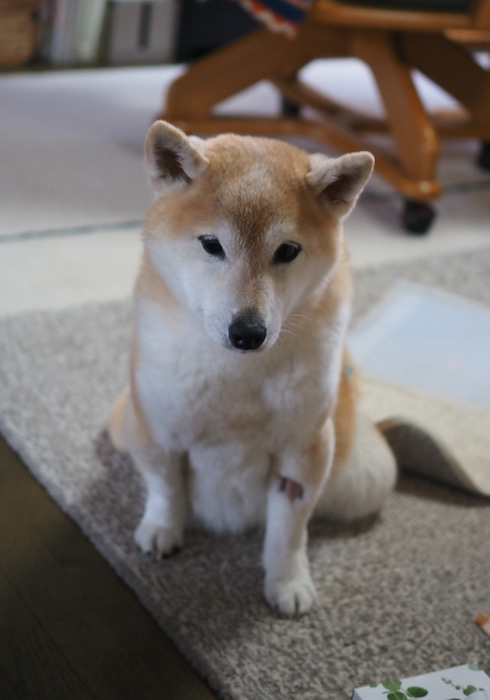 10日夜用２