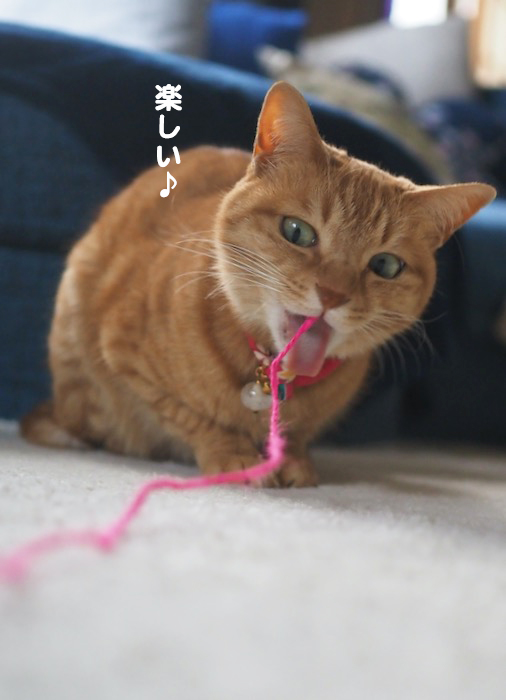 26日夕ブログ４