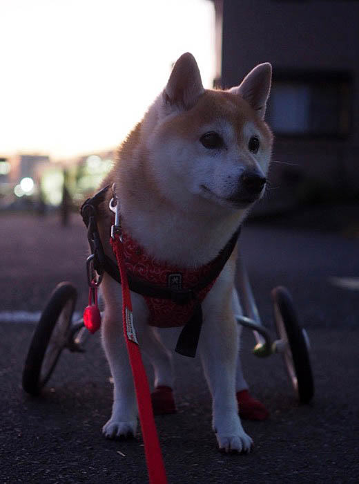 30日ブログ１
