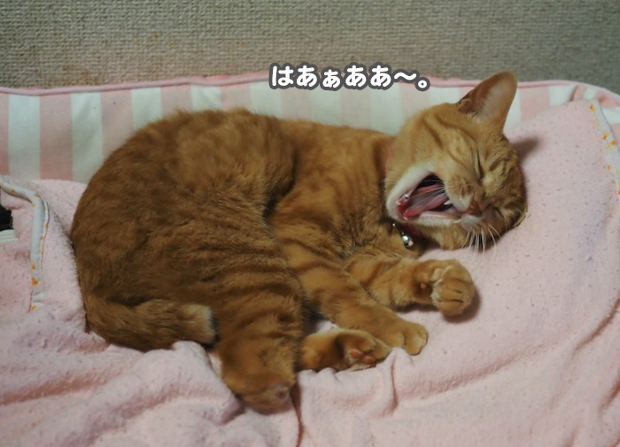 ３日夕ブログ４