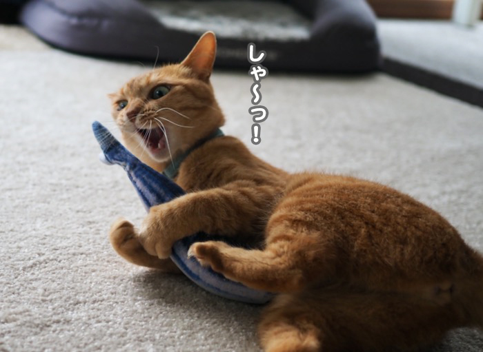 3日夕ブログ９