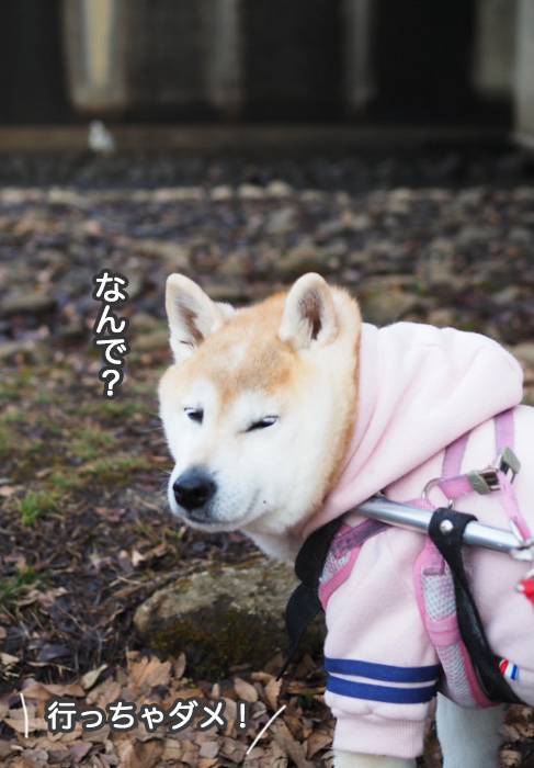 14日夜ブログ５