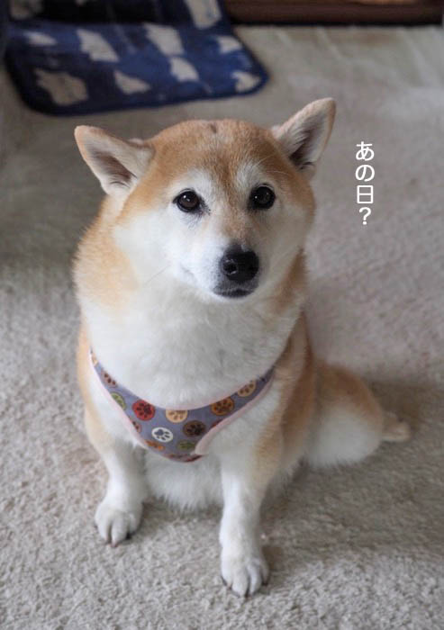 11日ブログ９