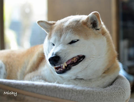 ムキッ歯姉弟 湘南凸凹柴wan日記 Powered By ライブドアブログ