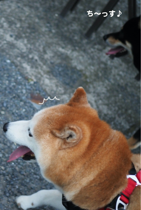 29日夕ブログ２