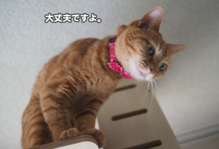 9日夕ブログ４