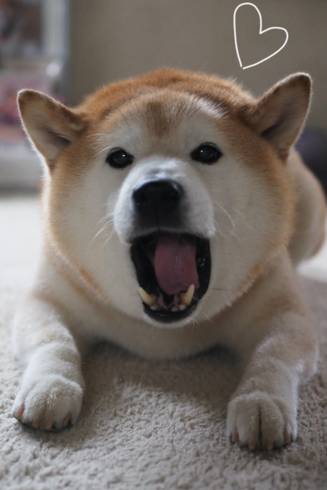 19日夕ブログ８