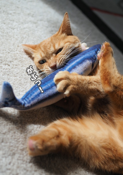 26日夕ブログ５