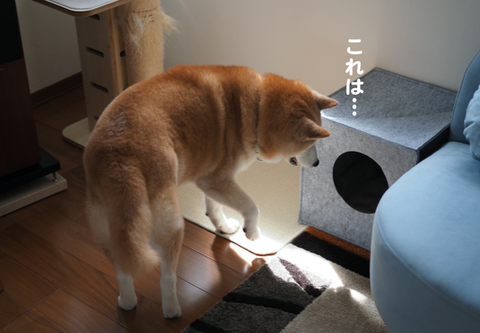 ３日夕ブログ４