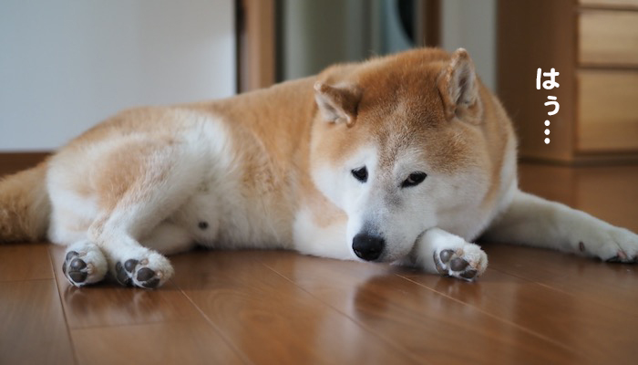 21日夕ブログ５