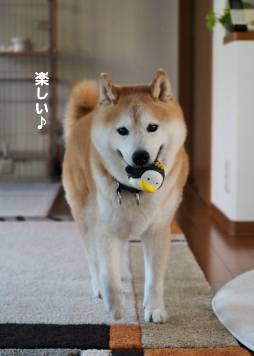 28日夕ブログ６