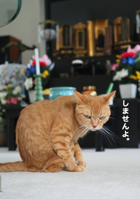 14日夕ブログ７