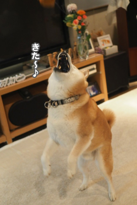 12日夕用５