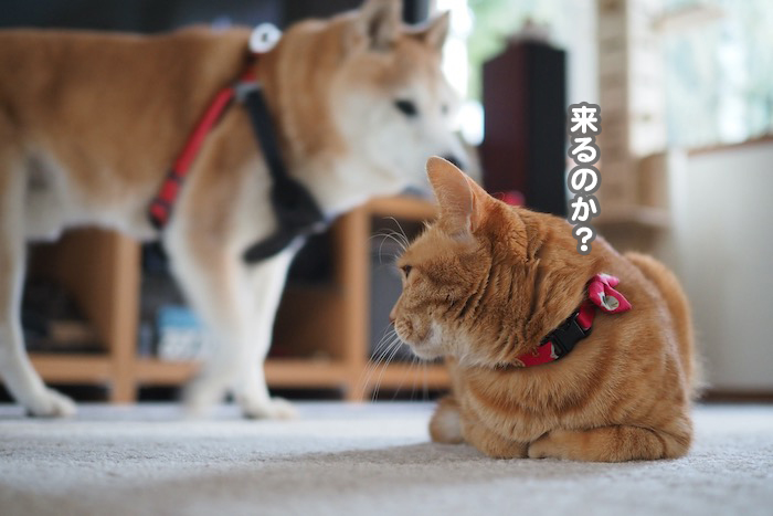 30日夕ブログ４