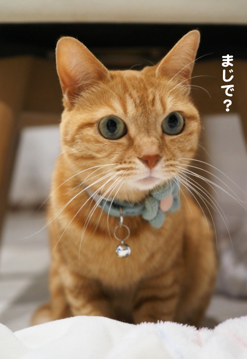 16日夕ブログ４