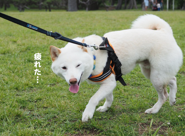 25日夕ブログ11