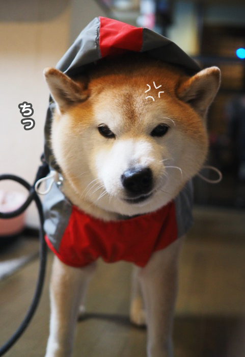 17日ブログ３
