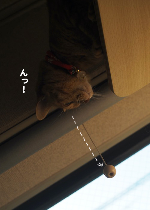 5日夕ブログ２