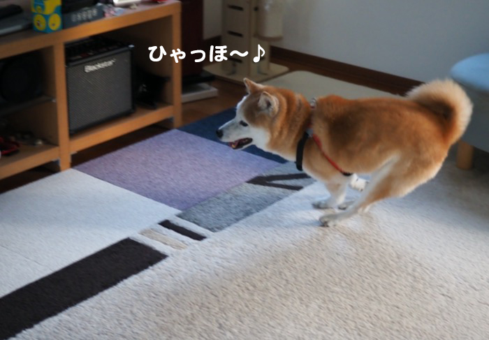 29日夕ブログ９