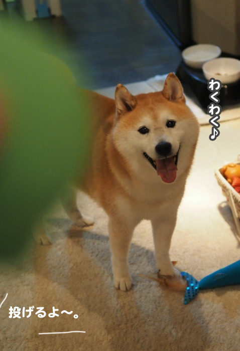 11日夕ブログ２