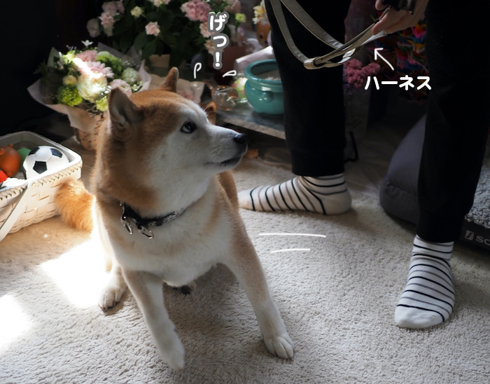 11日夕ブログ４