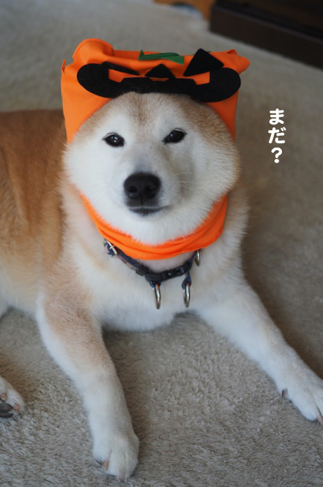 29日夕ブログ４