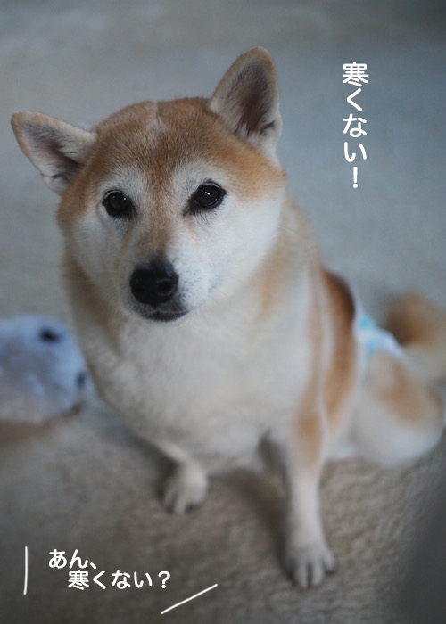 17日夕ブログ４