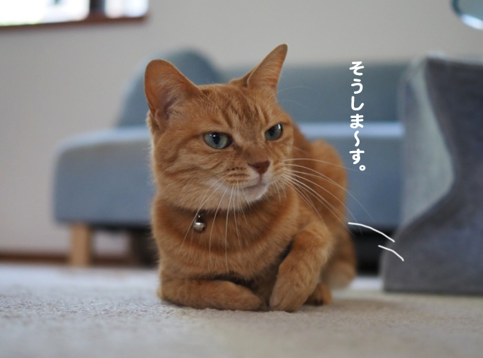 猫柴様おまとめ4点 ツムツム #柴#柴犬#豆柴#柴犬多頭飼い#猫#犬と猫#犬と猫のいる