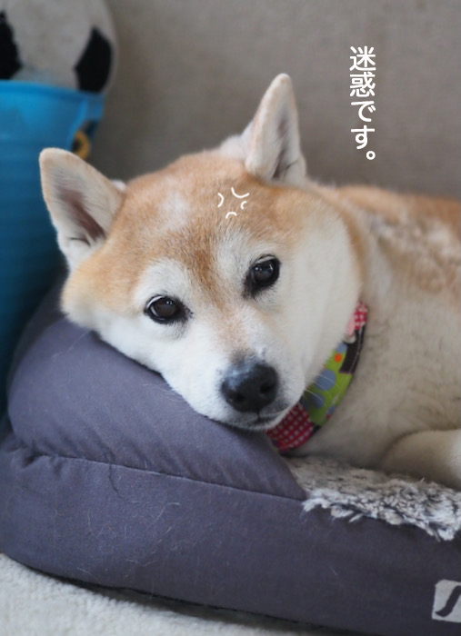 6日夕ブログ８