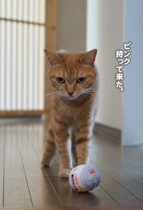 ３１日夕ブログ５