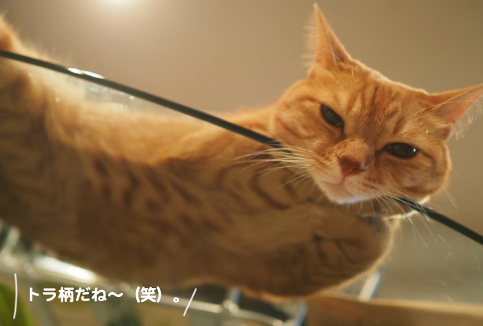 20日夕ブログ３