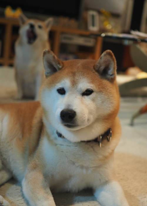 11日夜ブログ５