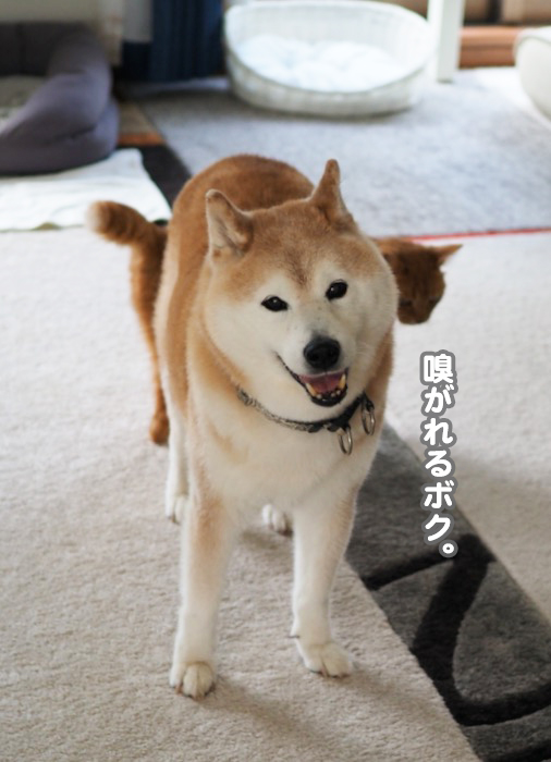 31日夕ブログ３
