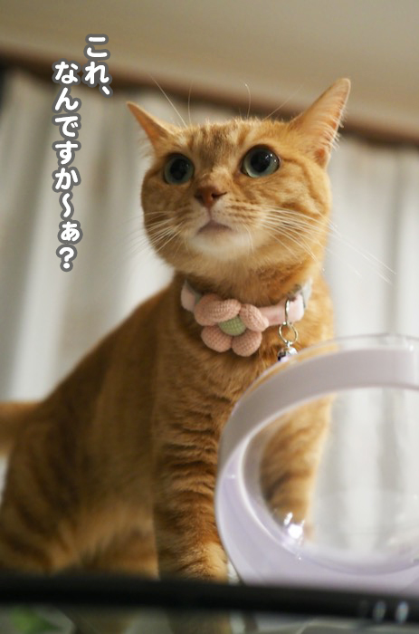 12日夕ブログ６