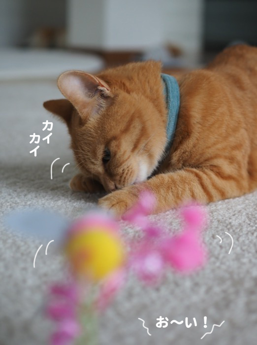 27日夕ブログ６